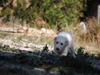 cuccioli rustici